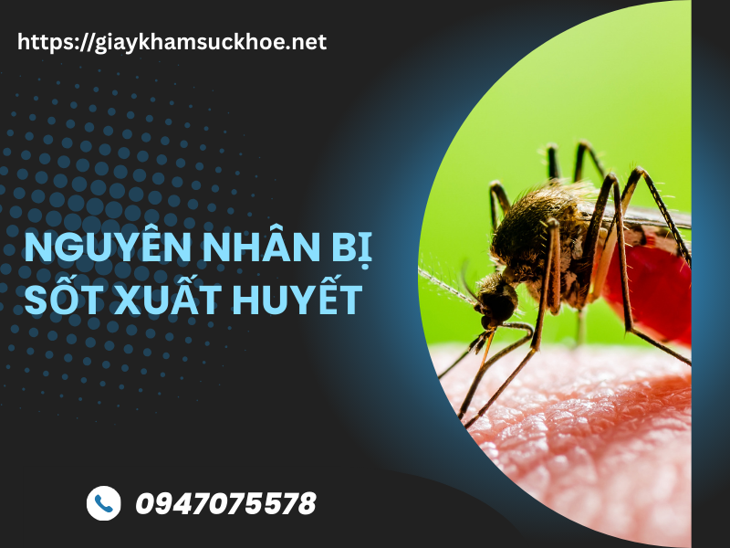 Sốt xuất huyết bao lâu thì khỏi? Các giai đoạn sốt xuất huyết